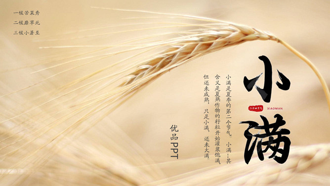 麦穗麦田小满节气PPT模板-三才资源库分享