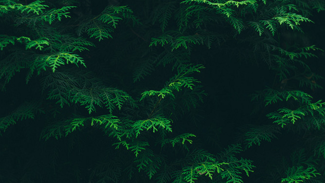 绿叶绿色植物叶子PPT背景图片-三才资源库分享