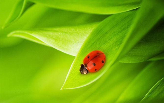 可爱的七星瓢虫幻灯片背景-三才资源库分享