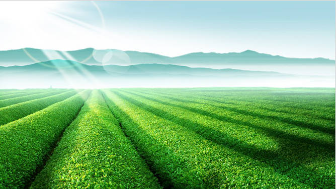 绿色庄园茶园PPT背景图片-三才资源库分享